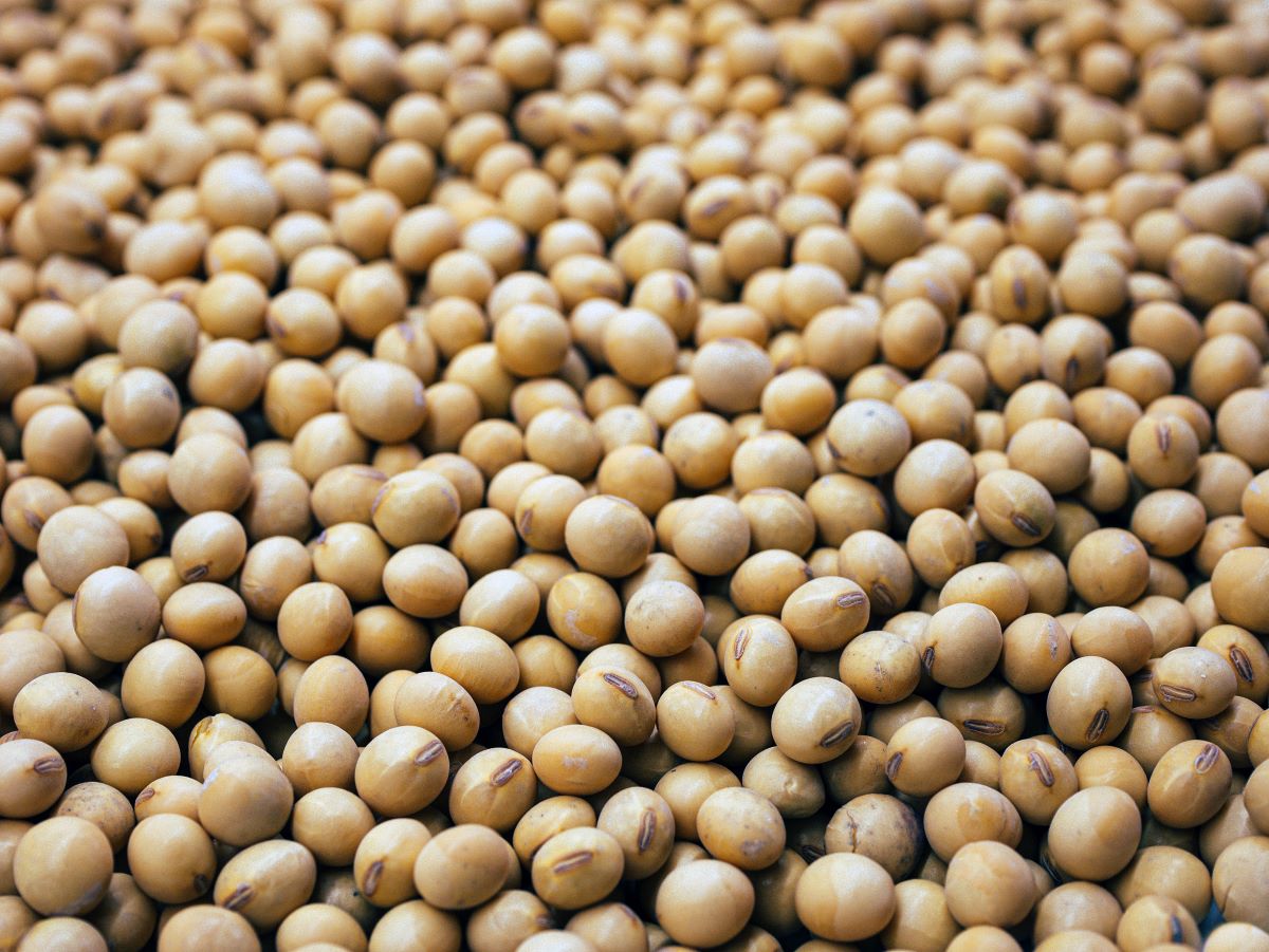 Mature soybeans