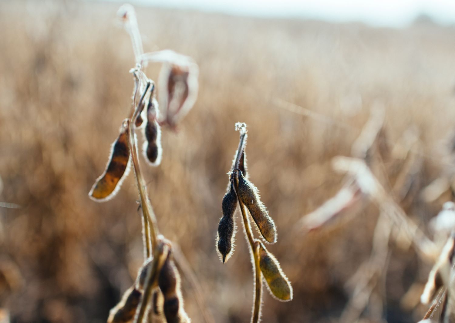 Field of soybeans ready for harvest